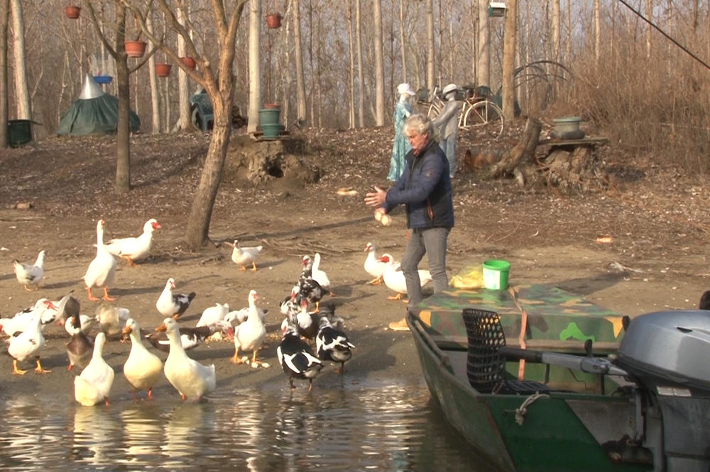 RAJSKA OAZA NA TAMIŠU U PANČEVU: Dragan Miladinović Bajka pored svog splava oformio pravi mali zoološki vrt (VIDEO)