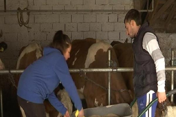 SRPSKI VETERINARI SU U VELIKOM PROBLEMU DOK TRAJE POLICIJSKI ČAS: Krave ne biraju kad će da se tele (FOTO)