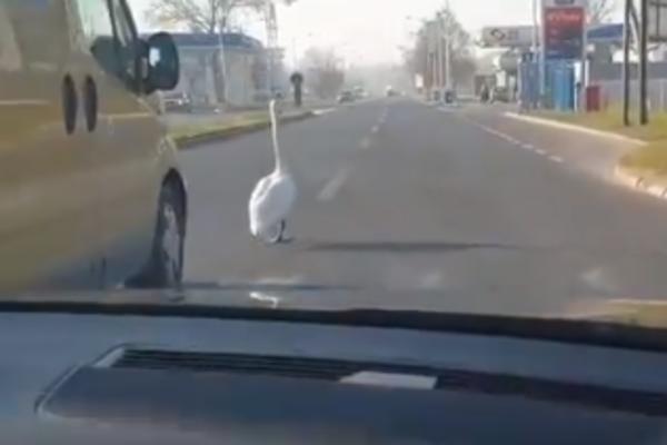 NESTVARNA SCENA NA ULICAMA NOVOG SADA: Niko ne može da veruje šta se desilo! (VIDEO)