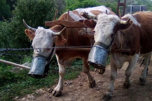 OVA FOTOGRAFIJA SNIMLJENA U SRBIJI OBIŠLA JE SVET: Nigde osim kod nas - KRAVE IMAJU ZAŠTITU OD KORONE