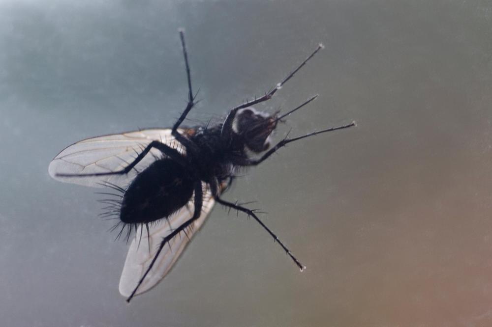 Odvratna istina o muvama: Evo šta se stvarno dešava kada vam slete na hranu i koliko su opasne po zdravlje