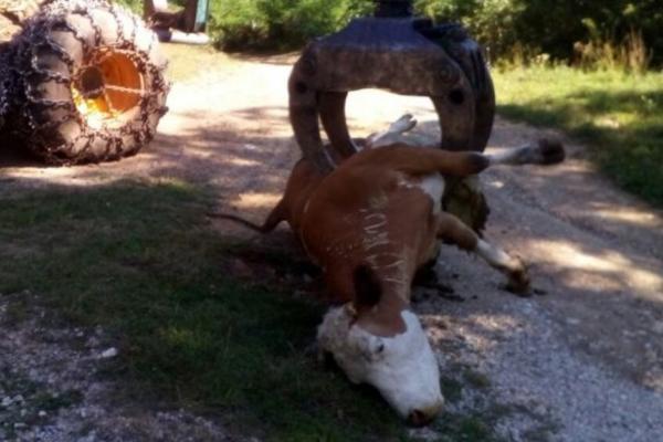 SRPSKI DOMAĆIN ZATEKAO HOROR U ŠTALI! Krave su se tresle, NIKO NIJE ZNAO ŠTA SE DEŠAVA!