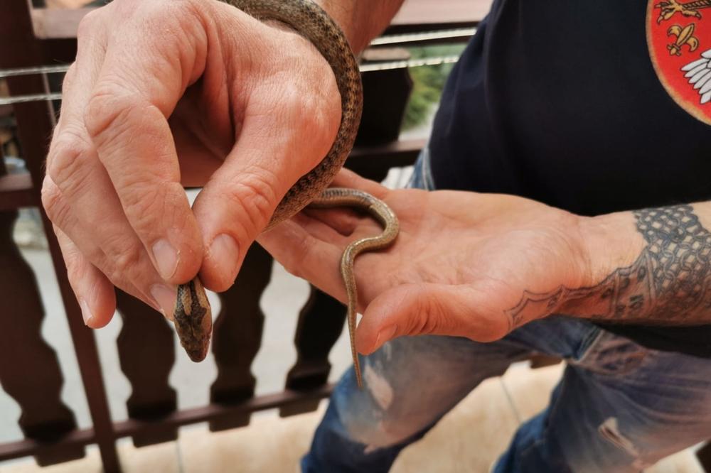 ČUVENOG UŽIČKOG HVATAČA ZMIJA HITNO POZVALI IZ PRODAVNICE SLATKIŠA: Čim je ušao znao je gde se sakrila, odmah je...