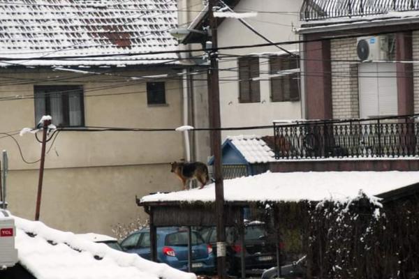 TUŽNI PSIĆ STOJI NA KROVU! Beograđani snimili tužan prizor, POZADINA JE JOŠ BOLNIJA (FOTO)