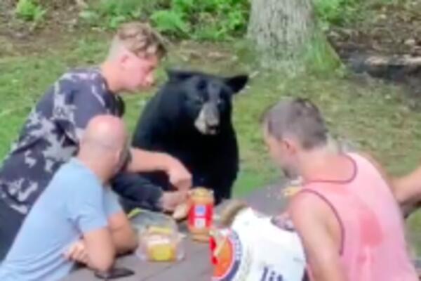 SA MEDVEDOM NA PIKNIKU: Moramo da odamo priznanje ovoj grdosiji, baš je lepo VASPITAN! (VIDEO)