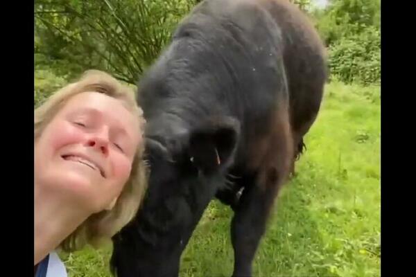 ŽENA POKUŠALA DA NAPRAVI SELFI, A ONDA NIJE ZNALA ŠTA JE SNAŠLO: Bik se zaleteo na nju sve zvezde je videla (VIDEO)