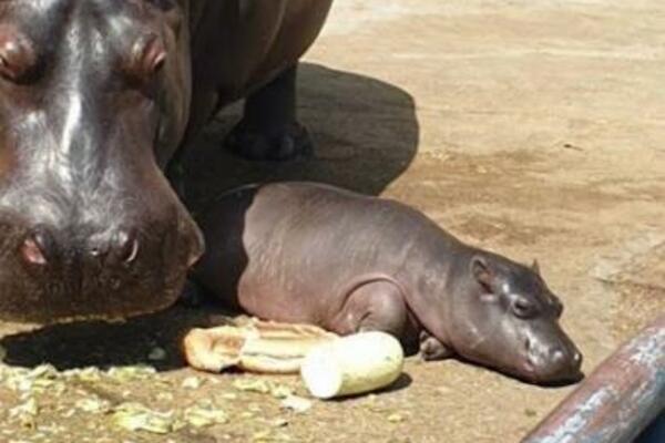 BEOGRAD JE DOBIO BEBU OD 50 KILOGRAMA: Rodio se MALI NILSKI KONJ u BEO ZOO VRTU! (FOTO)