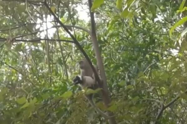 MAJMUN OTEO ŠTENE, 3 DANA GA ČUVAO KAO BEBU: Nikome nije dozvolio da mu se približi, tretirao ga kao čedo! (VIDEO)