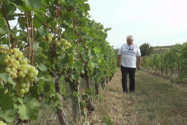 NA BRDIMA OPLENCA RASTE NAJLEPŠE GROŽĐE! Kod Tanaijevića tradicija gajenja prenosi se sa kolena na koleno (FOTO)