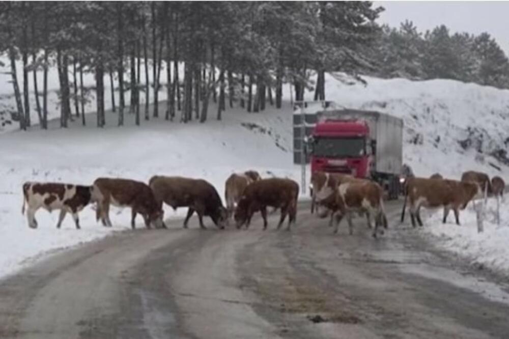 VOZAČ KAMIONA NIJE MOGAO DA VERUJE ŠTA VIDI! Krenuo je ka Zlatiboru, a na put su mu izletele ONE! (FOTO)