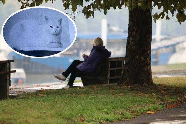 DA LI STE VIDELI DOBRICU? Zemunci gledaju ovaj oglas na banderi, PORUKA je JAKO TUŽNA! (FOTO)