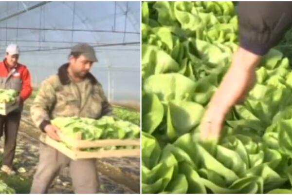 SLATKASTI UKUS, ALI I ZARADA OD ZELENE SALATE! "Puterica" stiže u Poljsku i Rumuniju, POVRTARI ZADOVOLJNI! (FOTO)