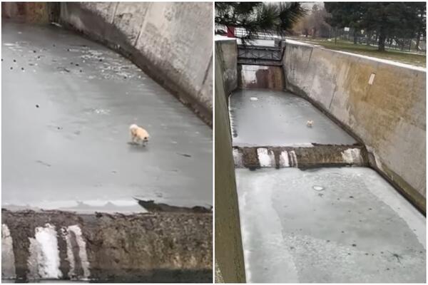 POTRESAN SNIMAK OBIŠAO SRBIJU! Pas upao u zaleđenu branu, šetao bespomoćno po ledu, a onda... (VIDEO)