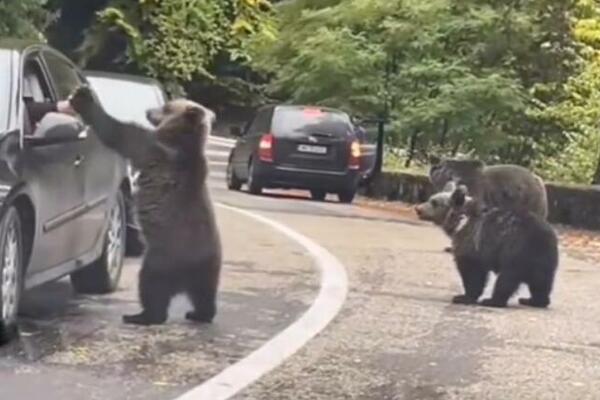 MEDVEDI PRESRELI VOZAČE: Pogledajte kako su reagovali! (VIDEO)