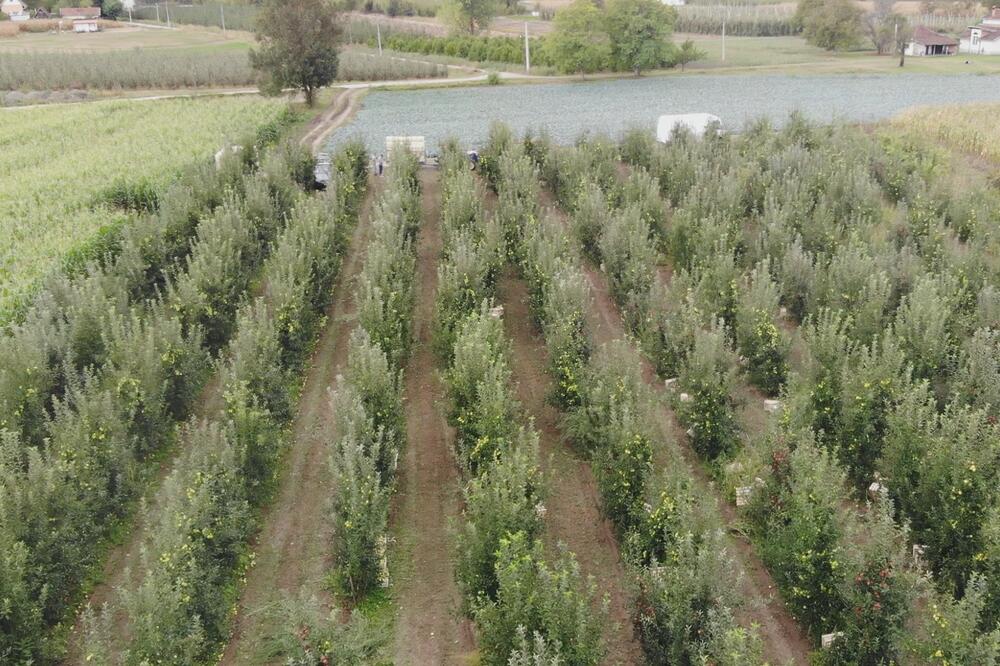 Ova voćka skoro nije ovako malo rodila, voćari su uvek imali velike prinose: Zbog toga je sada plaćamo skupo!