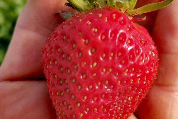 CENA DUPLO VEĆA NEGO PROŠLE GODINE: Za prve DOMAĆE JAGODE treba izdvojiti OVOLIKO! (FOTO)