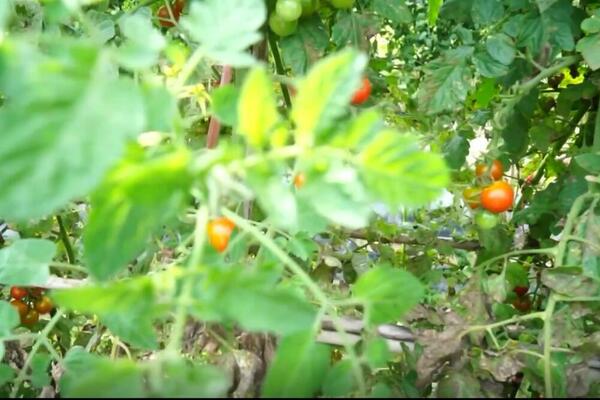 SVEMIRSKO SEME VOĆA I POVRĆA: Od banane, paprike sa više vitamina C do paradajza