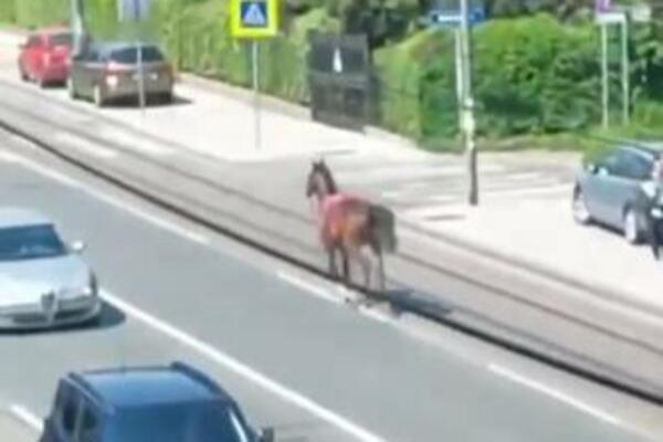 KAO NA DIVLJEM ZAPADU: Konj PROJURIO Banovim brdom, poznato i ZAŠTO je došlo do TOGA! ( VIDEO)