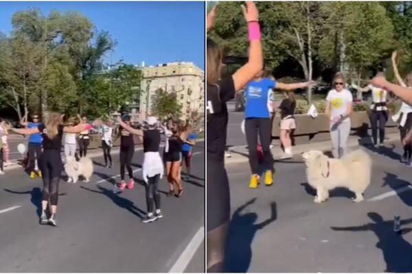 "POBEDNIK" BEOGRADSKOG MARATONA JE PAS: Kakav je to TRKAČ ČUPAVI, osvojiće vam srce ČIM GA UGLEDATE! (VIDEO)