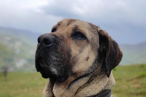 TRENER PASA OTKRIO KOJE RASE SU NAJOPASNIJE: NIKAKO nisu dobri za porodicu, AGRESIVNI su i VOLE da GRIZU