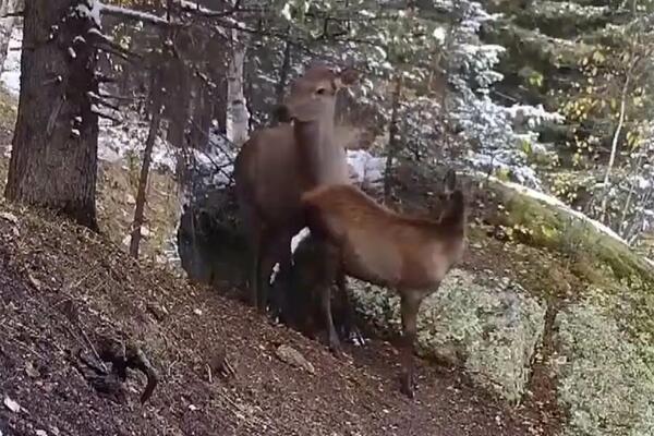 Ponovo oživljavaju divlje životinje na planini Altaj