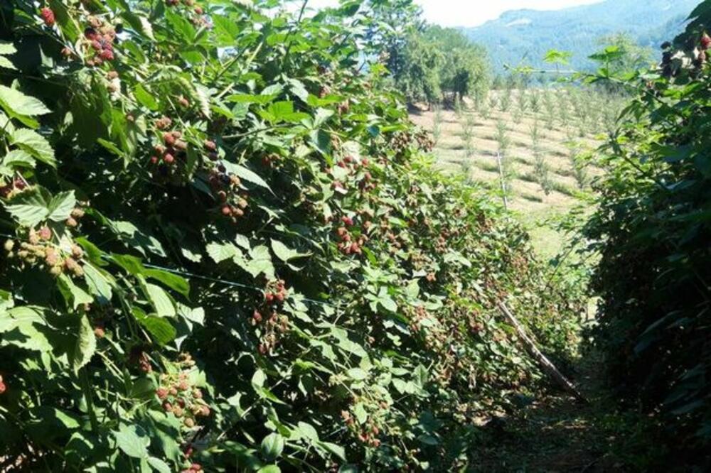 Stručnjaci tvrde da samo šaka ovog voća čisti krv kao od šale: Kad vidite šta radi srcu, tamanićete ga svakodnevno