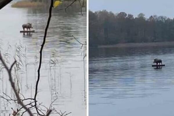 "DUNAVOM JOŠ PLIVAJU VEPROVI": Divlja svinja SURFUJE? Scena koja se ne viđa svaki dan u Bg-u! (FOTO)