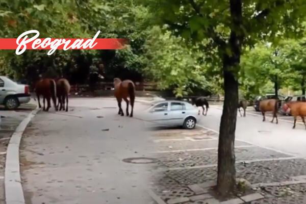 FARMA U BG-U PONOVO RADI, ŽIVOTINJE ŠETAJU ULICAMA: Espreso ODMAH kontaktirao Zoohigijenu, evo šta se dešava! VIDEO