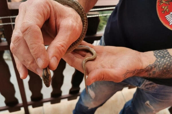 NAJEZDA ZMIJA U OVOM DELU SRBIJE, JOŠ NISU OTIŠLE U ZIMSKI SAN: Ložimo vatru i teramo ih motkama, NE VREDI! (FOTO)