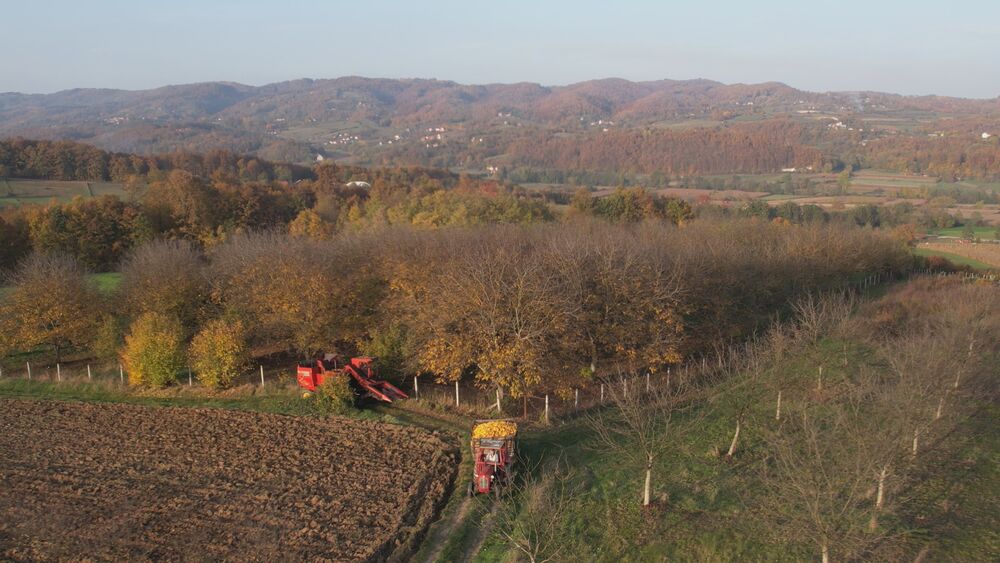 Plantaža oraha