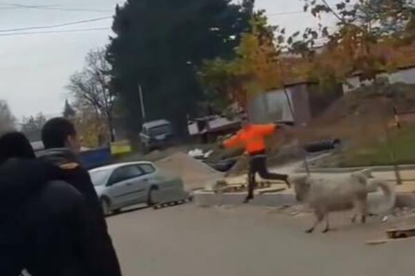 VRANJANCI HVATAJU JARCA PO ULICI I NIJE VIC! Pa, vi ne znate koju FEŠTU propuštate, SNIMAK JE URNEBESAN (VIDEO)