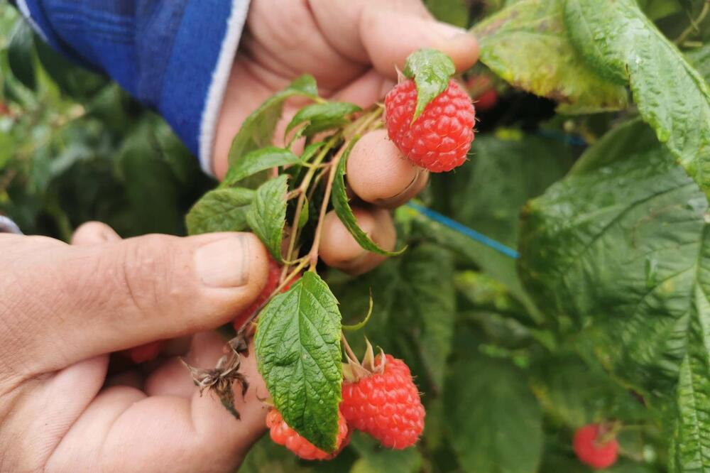 Šta se dešava sa cenom maline? Nemamo dobre vesti!