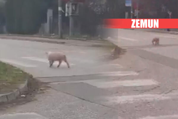 POBEGLO SA BOŽIĆNE TRPEZE? Odbeglo PRASENCE veselo prošetalo ulicama Beograda, odakle li se STVORILO? (VIDEO)