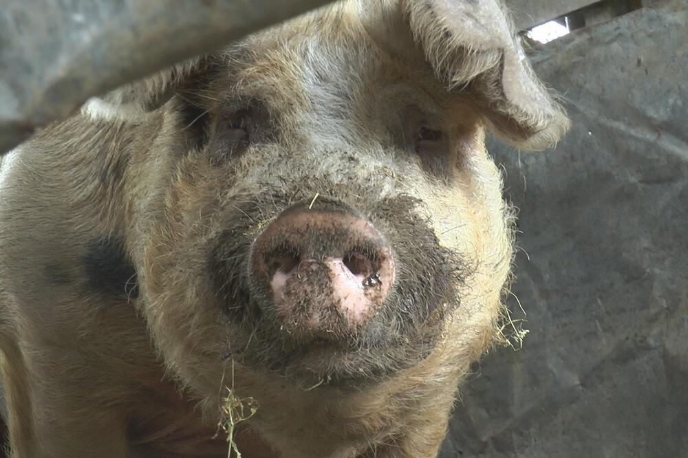 VEPAR ŠARENI NIJE IZBEGAO SUDBINU: Dostigao 512 kilograma, Pavlovići jedva našli KASAPINA! (FOTO)