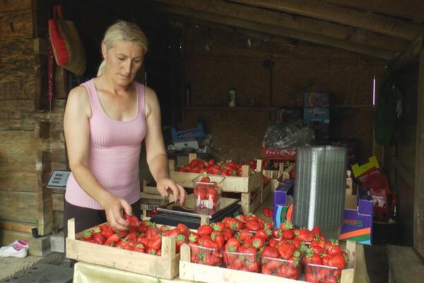 JEDINSTVENA ULICA JAGODA NALAZI SE BAŠ U OVOM SRPSKOM SELU: Stevanovići dnevno naberu i do 100 kilograma! (FOTO)