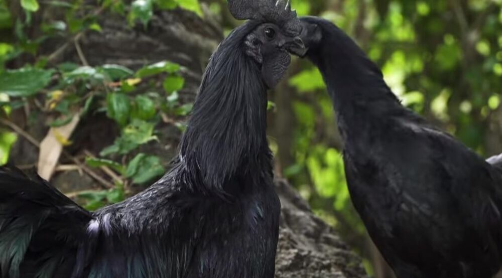 Kokoška, Kokoška Ayam Cemani, Crna kokoška