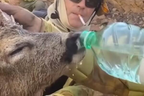 VATROGASCI POMOGLI JELENU TOKOM POŽARA U GRČKOJ: Humanost prema iznemogloj životinji raznežila mnoge (VIDEO)