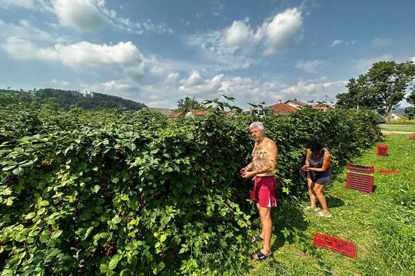 DRAGUTIN IZ ČAČKA VEĆ 10 GODINA SADI OVU VOĆKU: Sve što NABERE on PRODA, ali ove SEZONE nije zadovljan sa... FOTO