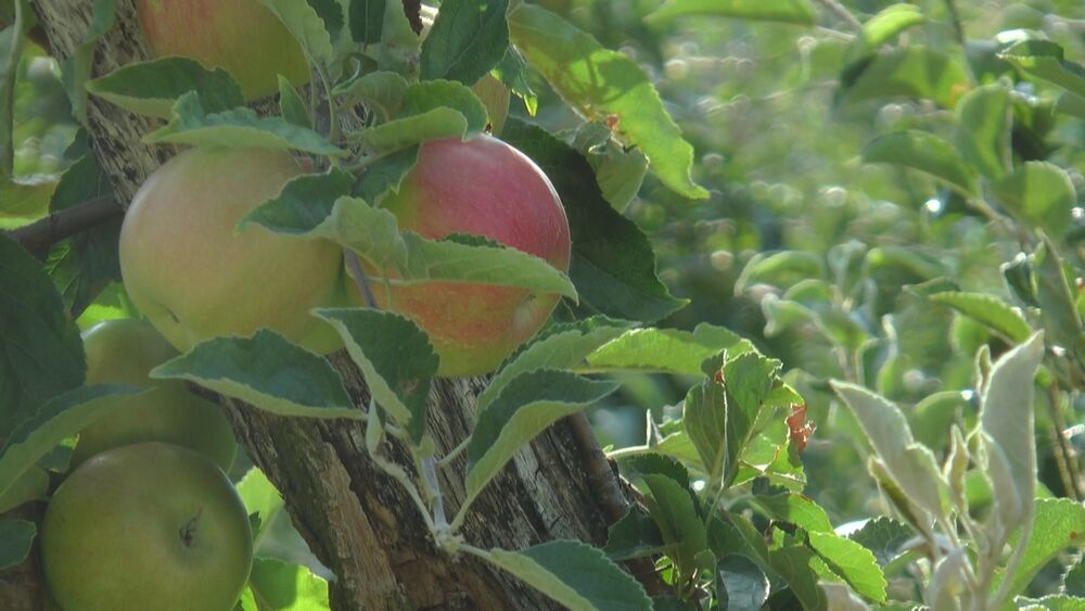 Voće i povrće puno pesticida može napraviti veliku štetu vašem organizmu