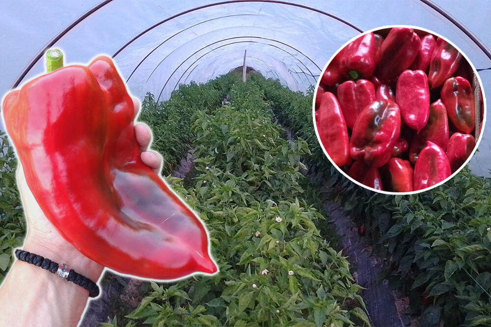 ČUDO NEVIĐENO U DRAGAČEVSKOM KRAJU: Paprika teška preko 300 GRAMA, domaćin Jovan ove GODINE ima ROD za PONOS (FOTO)