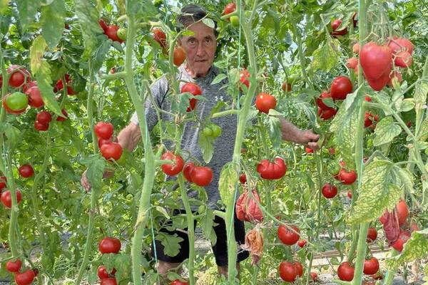 SRPSKI SELJACI NE ZNAJU ZA 1 TRIK, A POMOĆI ĆE DA RODI PLOD: Zalivajte paradajz i krastavac OVIM i ne berite brigu