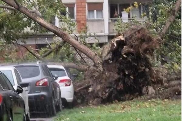 BEOGRAĐANI, NE IZLAZITE NAPOLJE BEZ PREKE POTREBE! Olujni vetar čupa drveće iz korena i RUŠI SVE PRED SOBOM (FOTO)