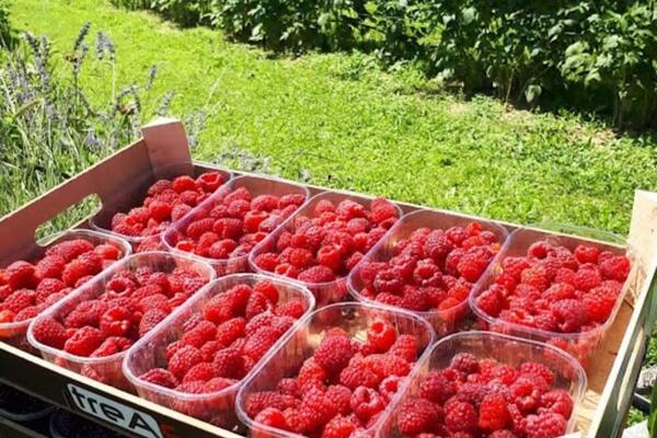 DANAS U PODNE ĆE SE ZNATI SVE O OTKUPNOJ CENI MALINE: Malinari ne odustaju od ove brojke