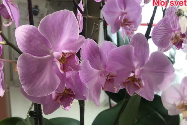 Ovom tečnošću je najbolje zalivati orhideje, više je vole i od vode: Uz to će cvetati čak i na paklenoj vrućini