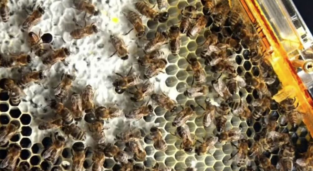 Šta raditi kada vas pčela ubode?