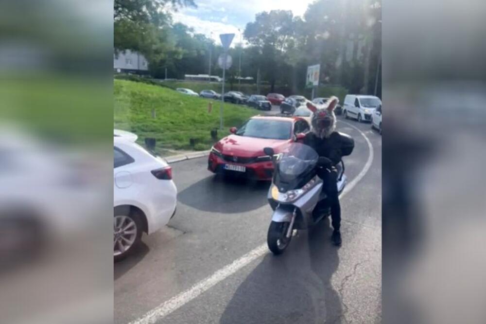 OVAKVU KACIGU DO SADA NISTE VIDELI: Beogradski vozači nisu skidali pogled sa ZEČICE, napravljen OPŠTI KOLAPS (FOTO)