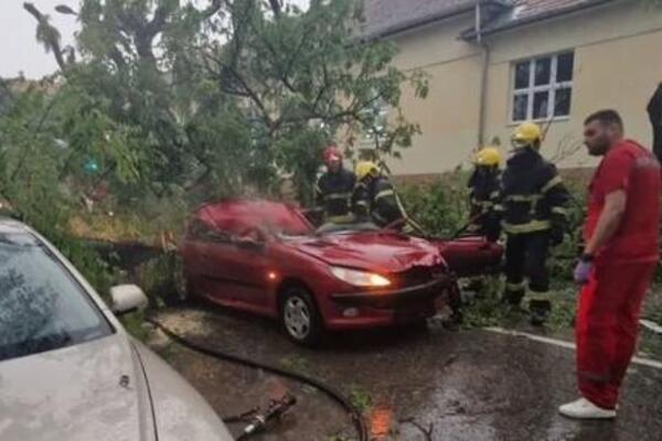 POGINULA ŽENA U SOMBORU! Stablo palo na njen auto, preminula na licu mesta