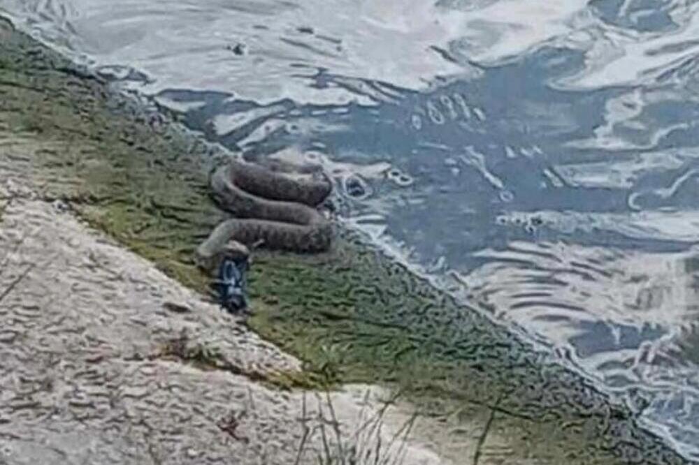 PANČEVAC OTIŠAO NA PECANJE PA DOŽIVEO ŠOK! Sreo se OČI U OČI SA NJOM! (FOTO)