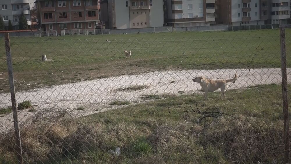 Psi lutalice u Novom Pazaru