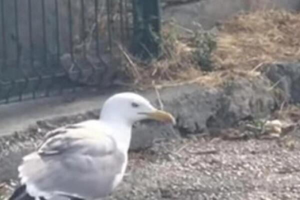 BIZARNI SNIMAK PROŽDRLJIVOG GALEBA KOJI JE NALETEO NA ORTAKA: Rasporio ga za TILI ČAS i krenuo da ga GLOĐE (VIDEO)